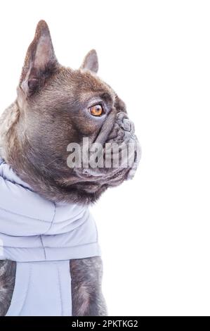 Porträt eines reinrassigen Hundes. Profil einer französischen Bulldogge in grauer Weste auf weißem Hintergrund-Isolat. Stockfoto