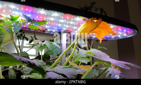 Zucchini-Blüten gegen das LED-volle Spektrum wachsen Lichter; hydroponischer Innenraum Garten Pflanzen Gemüse drinnen; Innenvegetation. Stockfoto