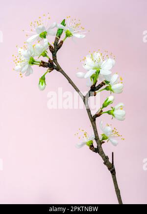 Prunus domestica subsp. Insititia oder Damsonpflaumenblüten, Frühling Stockfoto