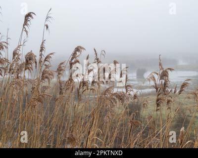 Schilf in einem Feuchtgebiet an einem sehr nebligen Morgen Stockfoto