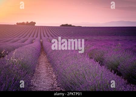 Wellen Sie im Gelände der Lavendelfelder Stockfoto