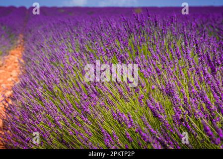 Nahaufnahme von Lavendelstielen und violetten Blumen Stockfoto