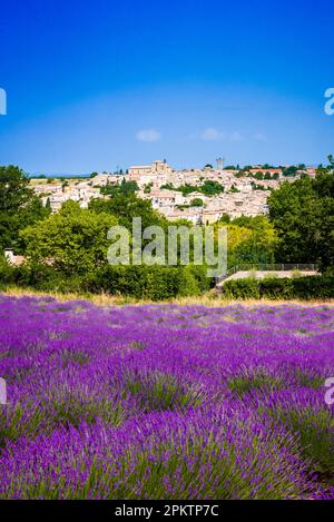 Lavendel vor der Stadt Valensole in Frankreich Stockfoto