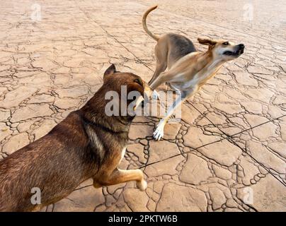Zwei streunende Hunde, die auf dem Bürgersteig spielen und springen Stockfoto