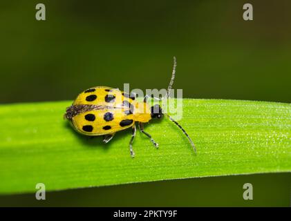 Gefleckter Gurkenkäfer (Diabrotica undecimpunctata), der auf einem Grashalm mit Platz zum Kopieren entlang krabbelt. Schädlingsarten in den USA, die Ernten vernichten. Stockfoto