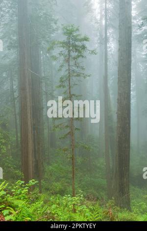 Redwoods, Küstennebel, Verdammnis Creek, Del Norte Redwoods State Park, Redwood National- und Staatsparks, Kalifornien Stockfoto