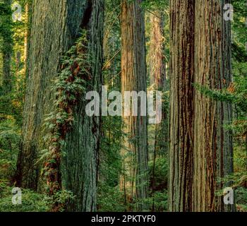 Redwoods, Damnation Creek, Del Norte Redwoods State Park, Redwood National and State Parks, Kalifornien Stockfoto