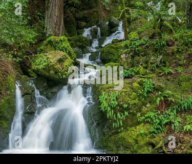 Lower Falls, Cataract Canyon, Mount Tamalpais, Marin County, Kalifornien Stockfoto