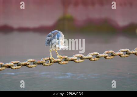 Ein einzelner erwachsener Reiher mit Fischen im Schnabel, der eine Helipad-Ankerkette als Angelplattform auf der Esplanade in Cairns, Queensland, Australien, verwendet. Stockfoto