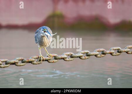 Ein einzelner erwachsener Reiher mit Fischen im Schnabel, der eine Helipad-Ankerkette als Angelplattform auf der Esplanade in Cairns, Queensland, Australien, verwendet. Stockfoto