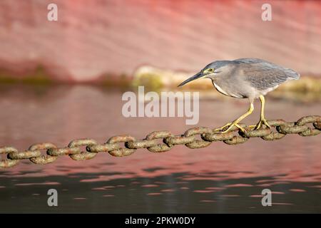 Ein erwachsener Streifenreiher, der eine Helipad-Ankerkette als Angelplattform auf der Esplanade in Cairns, Queensland, Australien, verwendet. Stockfoto