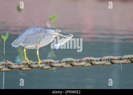 Ein einzelner erwachsener Reiher mit Fischen im Schnabel, der eine Helipad-Ankerkette als Angelplattform auf der Esplanade in Cairns, Queensland, Australien, verwendet. Stockfoto