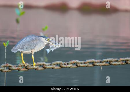 Ein einzelner erwachsener Reiher mit Fischen im Schnabel, der eine Helipad-Ankerkette als Angelplattform auf der Esplanade in Cairns, Queensland, Australien, verwendet. Stockfoto
