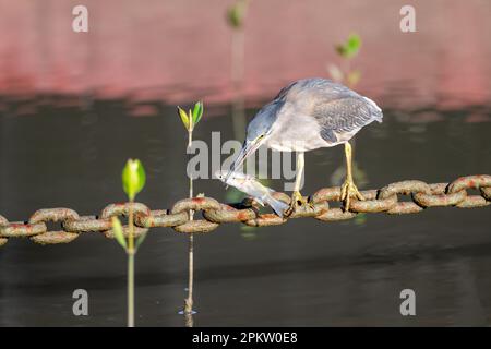 Ein einzelner erwachsener Reiher mit Fischen im Schnabel, der eine Helipad-Ankerkette als Angelplattform auf der Esplanade in Cairns, Queensland, Australien, verwendet. Stockfoto