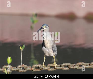 Ein erwachsener Streifenreiher, der eine Helipad-Ankerkette als Angelplattform auf der Esplanade in Cairns, Queensland, Australien, verwendet. Stockfoto