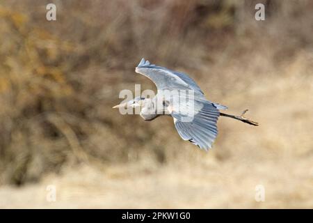 In Hauser, Idaho, erhebt sich ein großer blauer Reiher mit breiten Flügeln tief in der Luft. Stockfoto