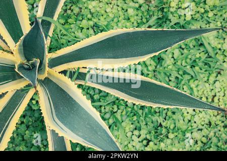 Amerikanisches Aloe mit wunderschönen Blättern im Freien, Blick von oben. Tropische Pflanze Stockfoto