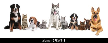 Süße Hunde und Katzen auf weißem Hintergrund. Bannerdesign Stockfoto