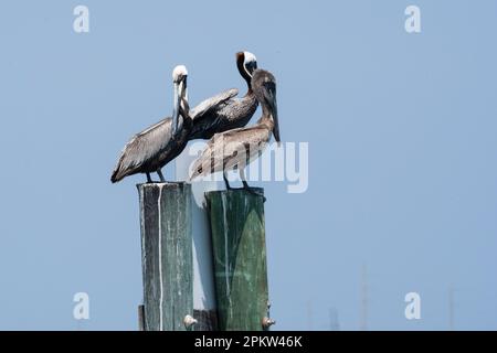 Braune Pelikane ruhen auf einem Haufen in der Nähe von Corpus Christi, Texas. Stockfoto