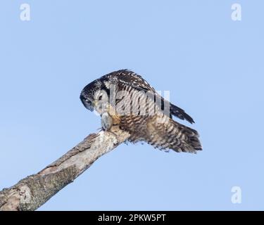 Nahaufnahme einer Nördlichen Falkeneule, die eine Wühlmaus in einem toten Baum am blauen Himmel isst Stockfoto
