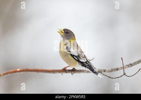 Weiblicher Abendschnabel auf einem horizontalen Ast mit sauberem Hintergrund Stockfoto