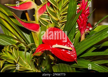 Tropische Blumenarrangements mit Anthurium, Heliconia und Red Ginger Stockfoto