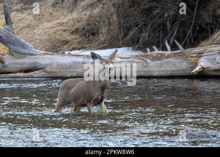 Eine Herde von Maultierhirschen im Eleven Mile Canyon Colorado Stockfoto