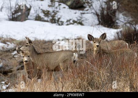 Eine Herde von Maultierhirschen im Eleven Mile Canyon Colorado Stockfoto