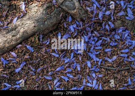 Jacaranda-Blumen auf dem Waldboden mit Baumwurzeln Stockfoto