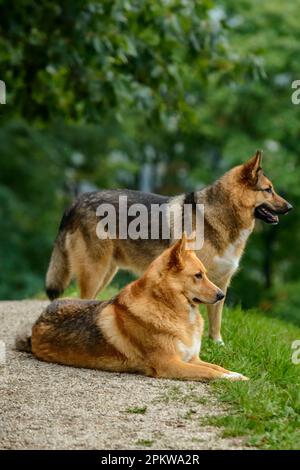 Ein paar deutsche Schäferhunde auf dem Feld mit verschwommenem Laubhintergrund. Stockfoto