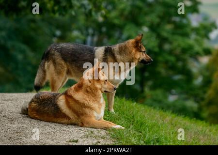 Ein paar deutsche Schäferhunde auf dem Feld mit verschwommenem Laubhintergrund. Stockfoto