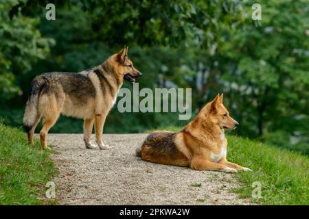 Ein paar deutsche Schäferhunde auf dem Feld mit verschwommenem Laubhintergrund. Stockfoto