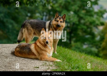 Ein paar deutsche Schäferhunde auf dem Feld mit verschwommenem Laubhintergrund. Stockfoto