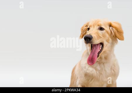 Porträt des wunderschönen goldenen hovawart isoliert. Sechs Monate altes hovawart blondes Hündchen Stockfoto