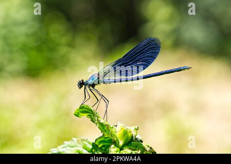Schwarze, blaue Libelle Nahaufnahme SOA Tiefe blaue Libelle sitzt auf der Graslibelle im natürlichen Lebensraum Stockfoto