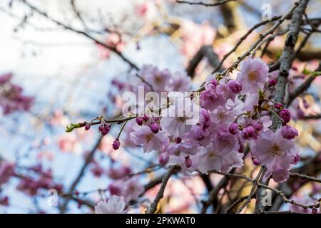 Sakurabaum blüht in Tokio, Japan Stockfoto