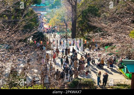 Tokio, Japan - 20. März 2023: Besucher genießen Kirschblüten (Sakura) im Ueno Park, Tokio, Japan Stockfoto