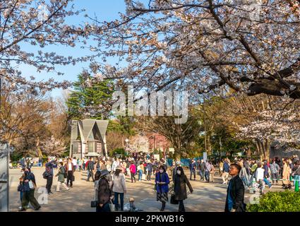 Tokio, Japan - 20. März 2023: Besucher genießen Kirschblüten (Sakura) im Ueno Park, Tokio, Japan Stockfoto