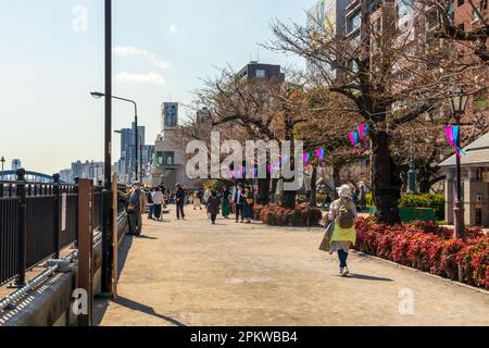 Tokio, Japan - 20. März 2023: Besucher genießen Kirschblüten (Sakura) im Hanakawado Park am Sumida River, Tokio, Japan Stockfoto