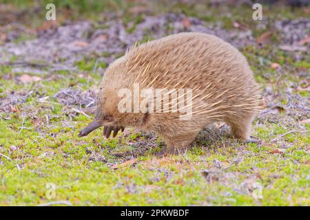 Tasmanische Schnabelechidna, die Ameisen im offenen Gras auf Bruny Island, Tasmanien, Australien, fressen Stockfoto