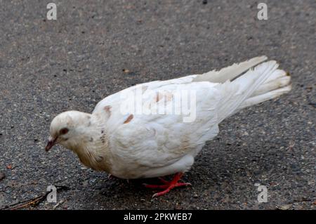 Der Schwanz eines Vogels. Eine Taube läuft auf dem Boden mit dem Wort "Taube" drauf. Hochwertiges Foto Stockfoto