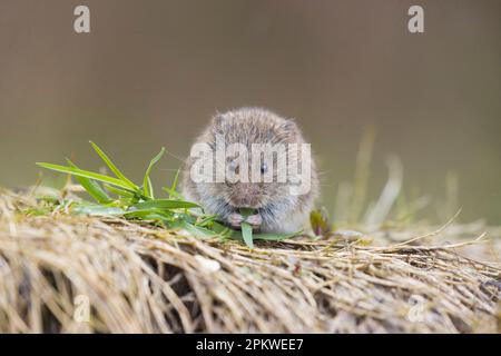 Kurzschwanzvole Microtus agrestis, Erwachsenenfütterung von Gras, Suffolk, England, April