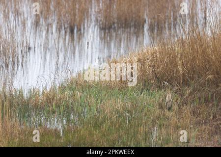 Great Bitter Botaurus stellaris, Erwachsener unter Schilf, RSPB Minsmere Nature Reserve, Suffolk, England, April Stockfoto