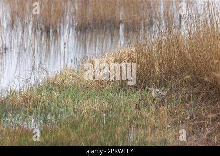 Great Bitter Botaurus stellaris, Erwachsener unter Schilf, RSPB Minsmere Nature Reserve, Suffolk, England, April Stockfoto