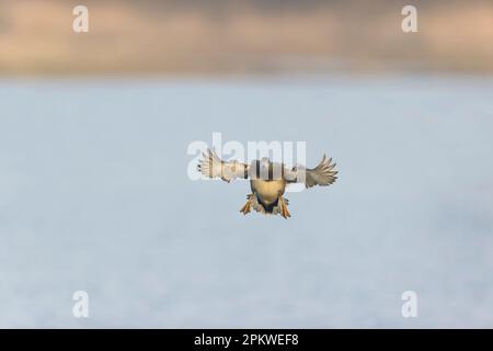 Gadwall Anas strepera, erwachsener Mann, der auf dem Wasser landet, RSPB Minsmere Nature Reserve, Suffolk, England, April Stockfoto