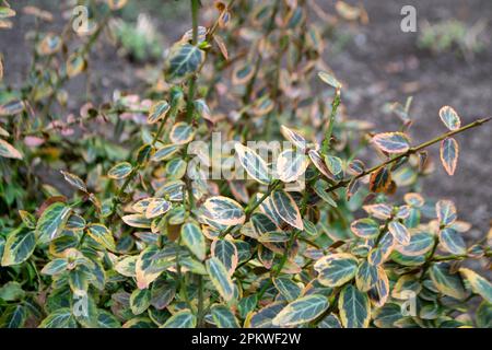 Eine Pflanze mit grünen und gelben Blättern und weißen und orangefarbenen Blättern. Hochwertiges Foto Stockfoto