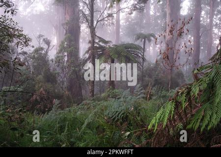 Nebel im Wald Stockfoto