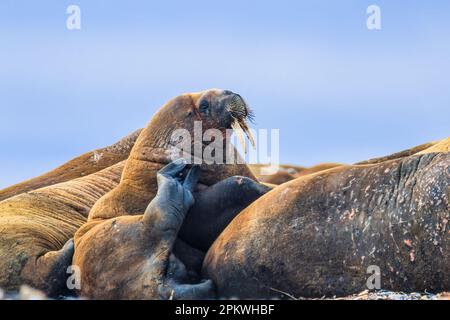 Walrus kratzt sich mit seinem Labor Stockfoto