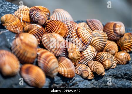 Muscheln Hintergrund, viele verschiedene Muscheln gestapelt an der Costa Del Sol Strand, Spanien. Stockfoto