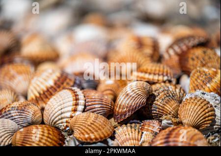 Muscheln Hintergrund, viele verschiedene Muscheln gestapelt an der Costa Del Sol Strand, Spanien. Stockfoto